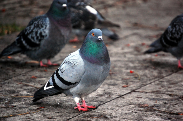 pigeon2