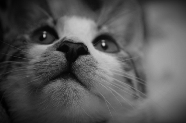 Kitek.