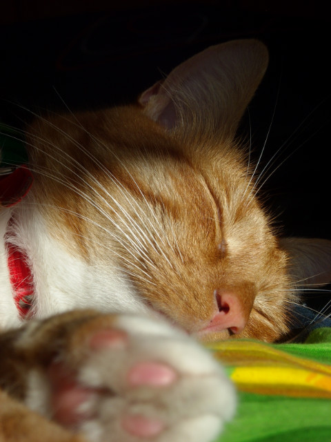 Rudy pi ;D
