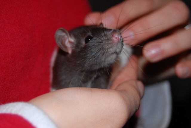 rat.