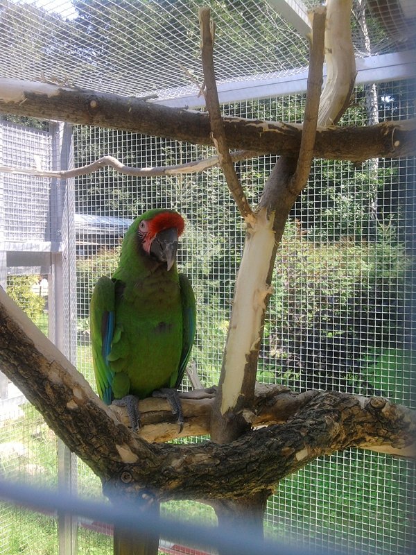 Papuzia ;)