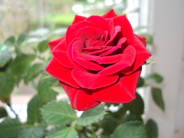 I say love, it is a flower 