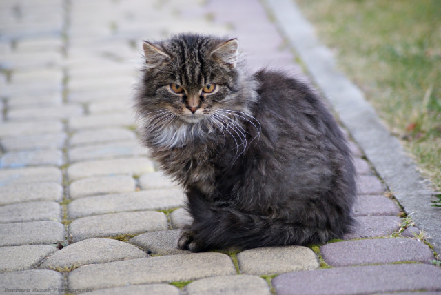 The cat