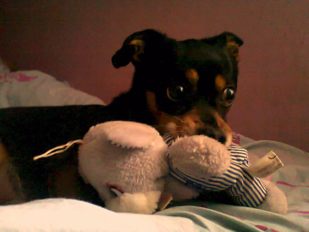 Maxx. ; D