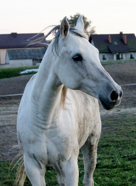 model