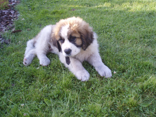 Ozzy < 3