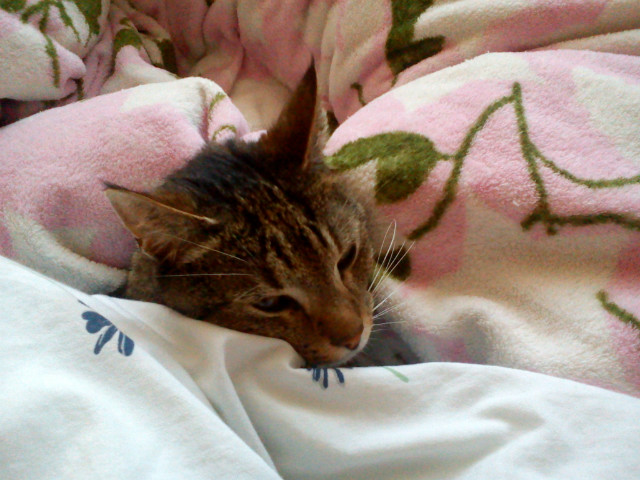 Michu!