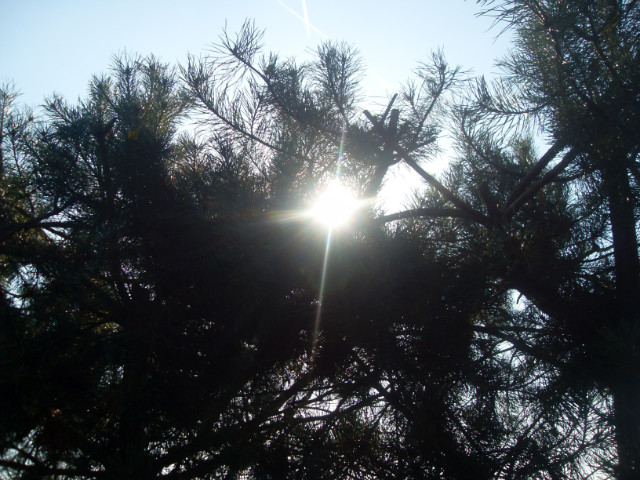 sunny 