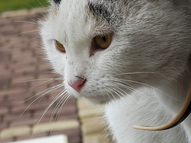 kocia.; * 
