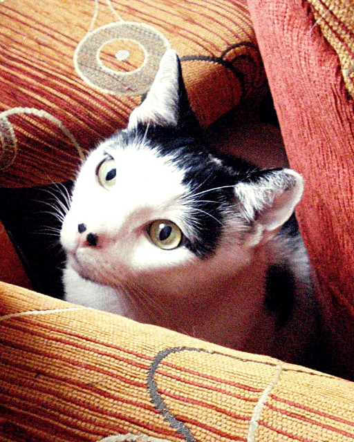 My innocence