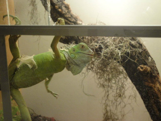 legwan zielony (iguana iguana)