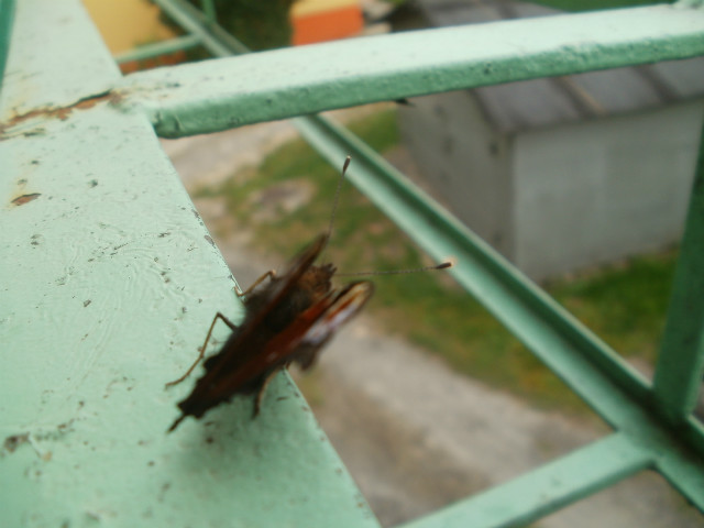 ble. 