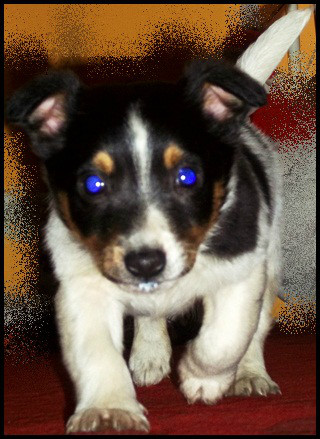 Nowy Domownik .  :)