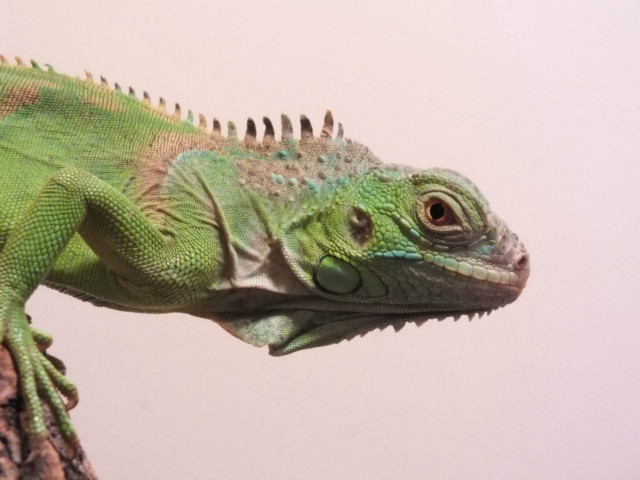 iguana iguana rhinolopha