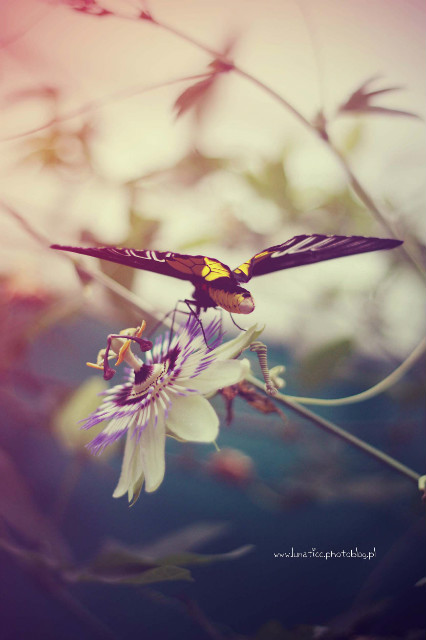 Butterfly XIII