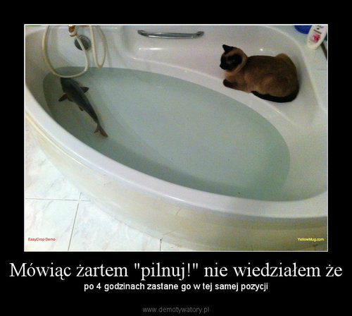 elo xD     