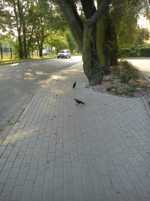 Zbych