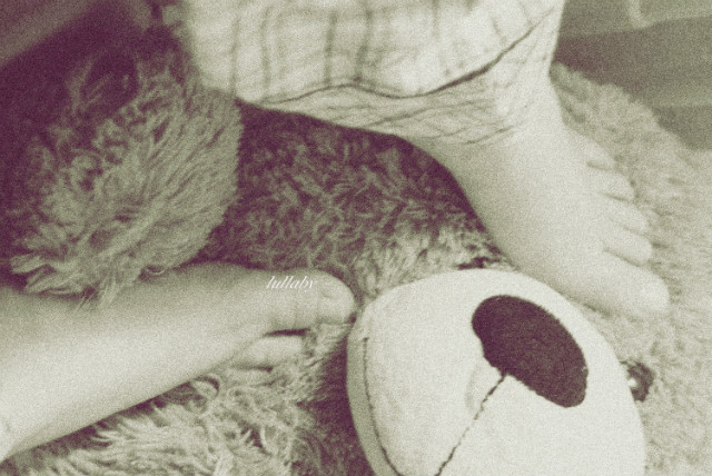 teddy