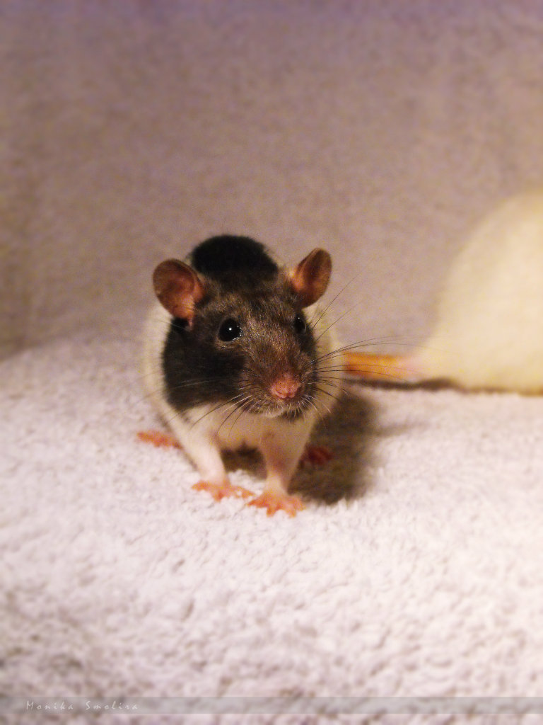 Mini :-)