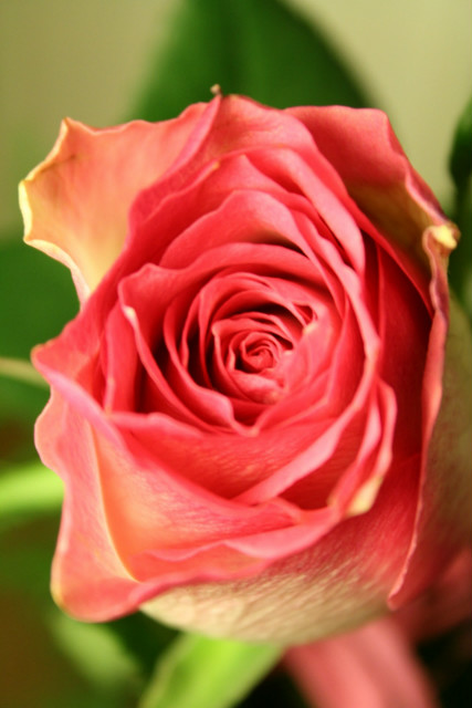 rose