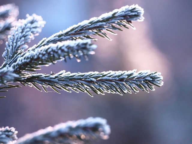 winter, where are you?
