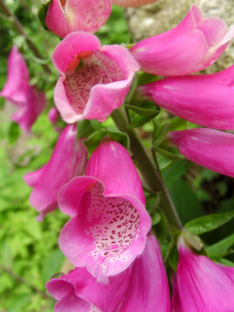 Digitalis purpurea