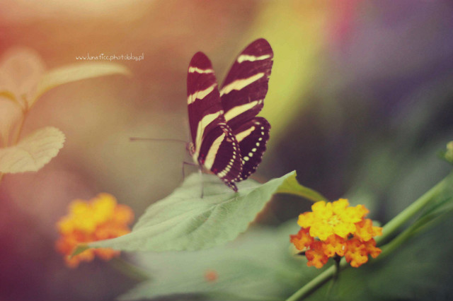 Butterfly XIV