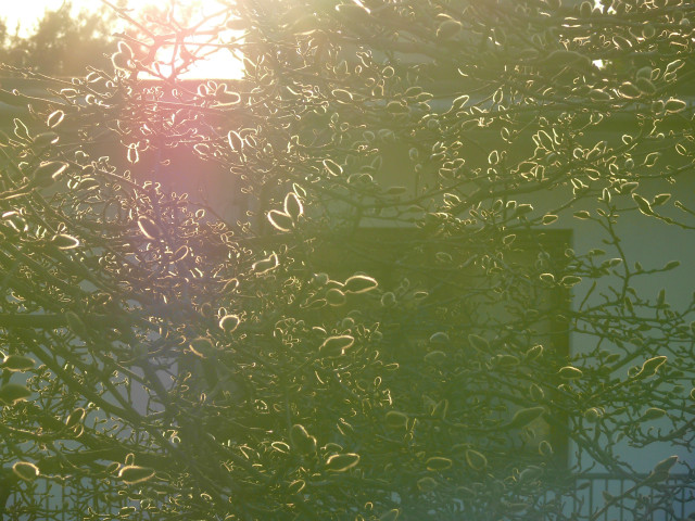 Light