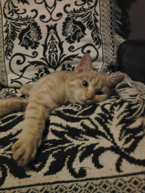 Rufo ;*