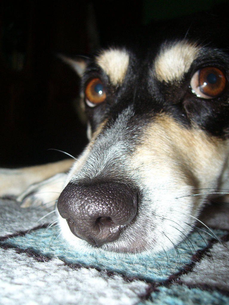 Zuzik :***