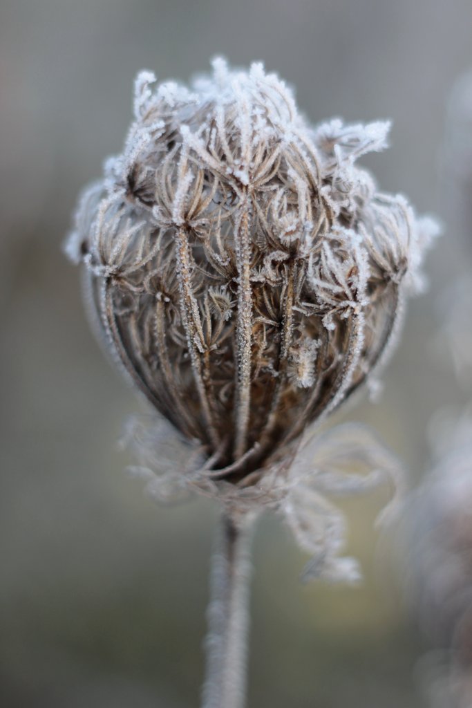 frozen.
