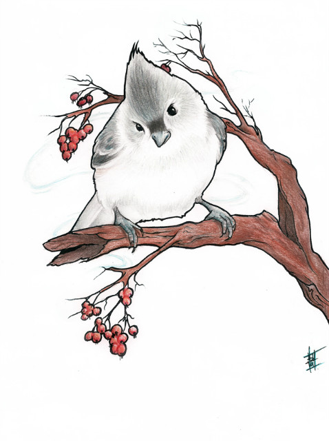 Baeolophus bicolor.