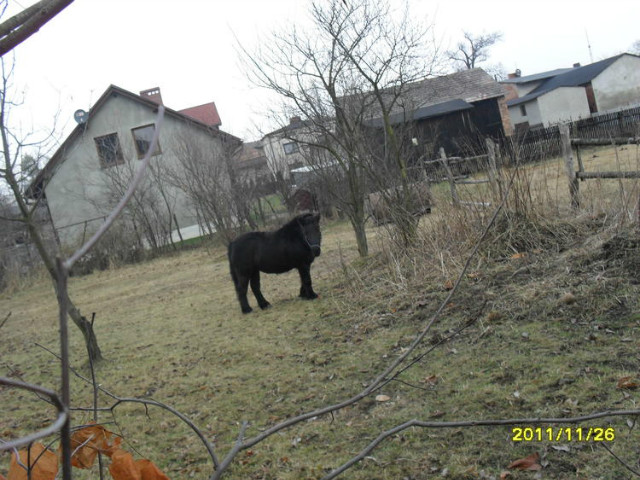 Betka 
