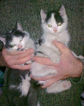 Kittens.