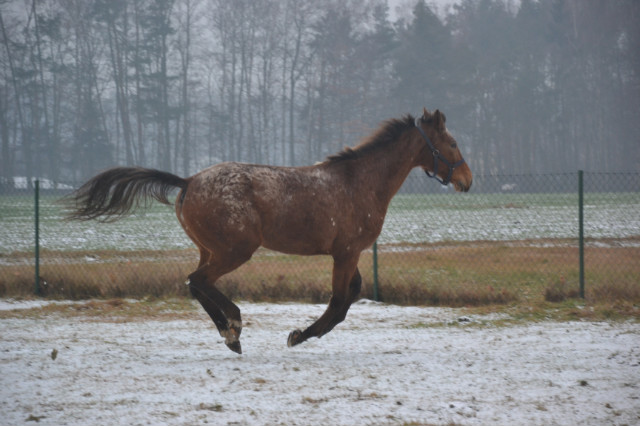 nieka ; *