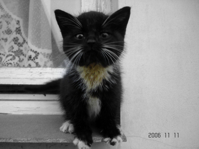 . kociak .