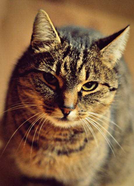 Kiiiiiiciu :)