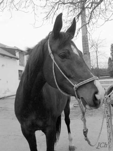 Wedi ;*