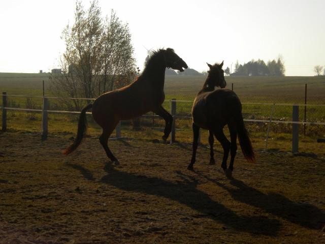 ^^Modziaki^^