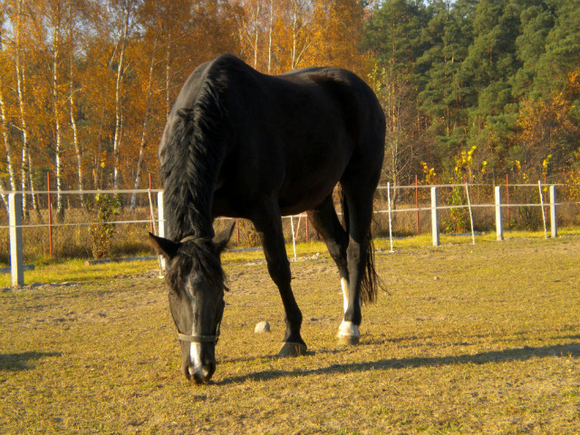 ^^Macavi^^