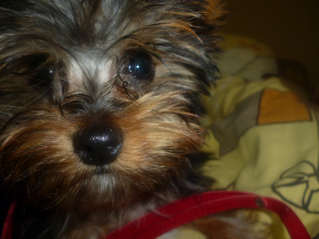 Twitii . 