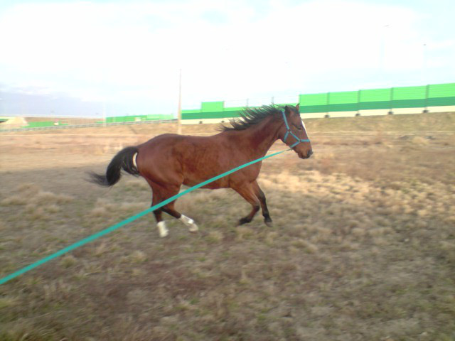 Iwan