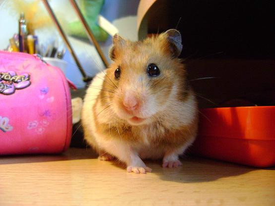 Dudu ! 