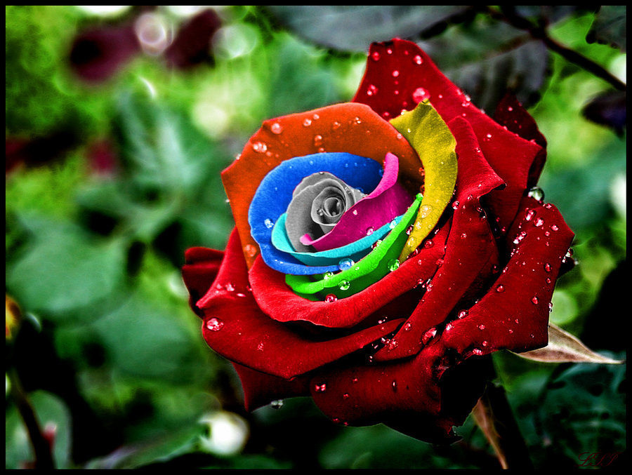 Rainbow Rose