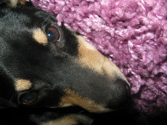 Alfi ; *