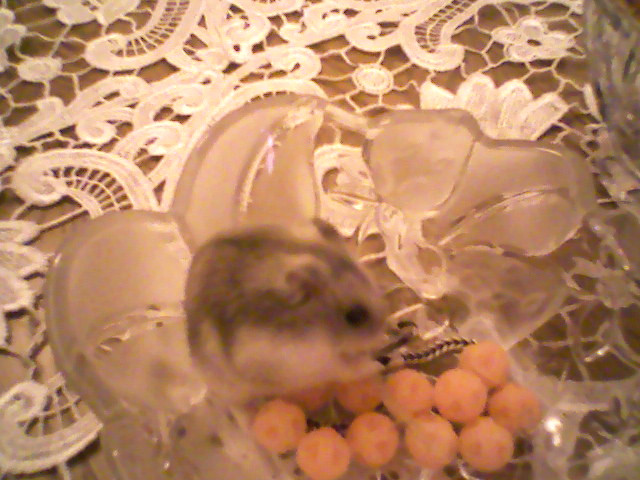 Mj witej pamici chomiczek ;*