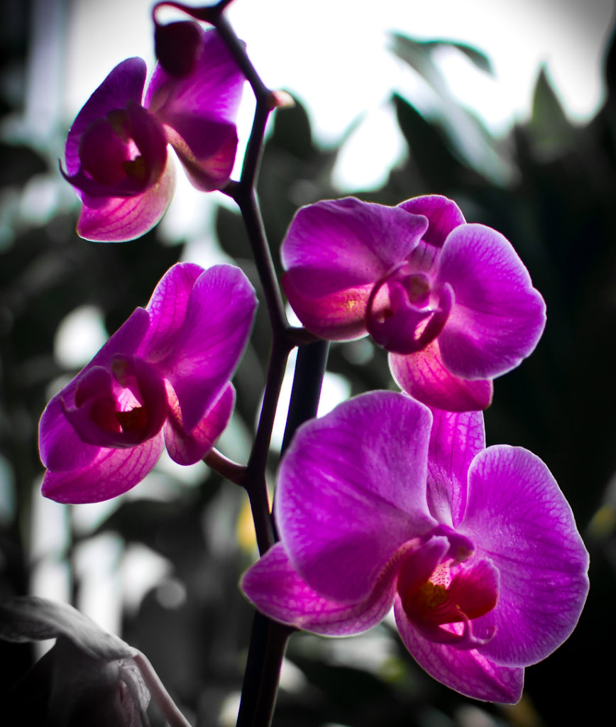 Orchid