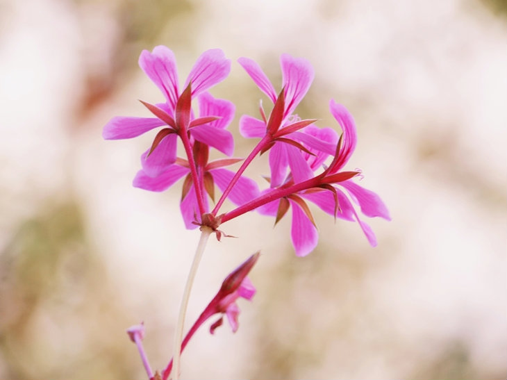 pelargonia