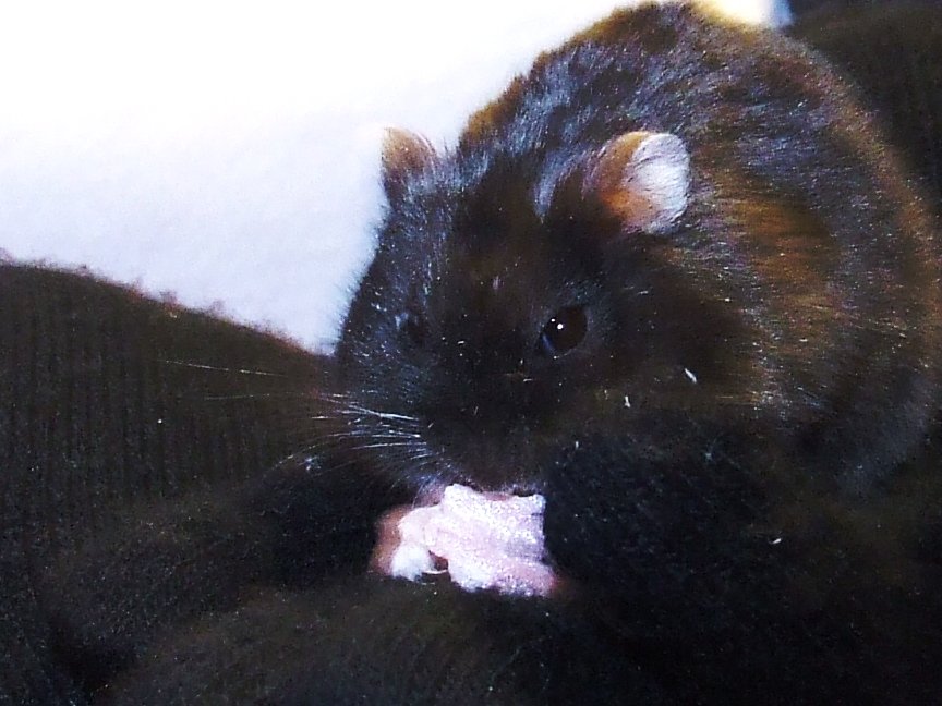 chomik. ;d
