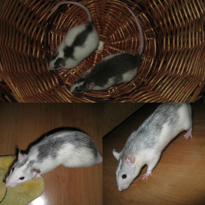 szczurasy